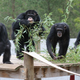 Illustration for article titled Ex-Lab Chimps Show Remarkable Improvement After Treatment With Anti-Depressants